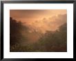 Morning Mist Amid Trees, Missouri, Usa by Gayle Harper Limited Edition Print