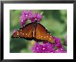 Queen Butterfly On Verbena, Woodland Park Zoo, Seattle, Washington, Usa by Darrell Gulin Limited Edition Print