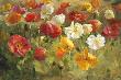 Poppy Field by Danhui Nai Limited Edition Print