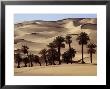 Date Palms Set Amongst The Sand Dunes, Sahara Desert by Anthony Ham Limited Edition Print