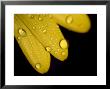 Close View Of Water Drops On The Petals Of A Yellow Flower, Groton, Connecticut by Todd Gipstein Limited Edition Pricing Art Print