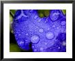 Close View Of Water Drops On An Insect Damaged Petunia Petal, Groton, Connecticut by Todd Gipstein Limited Edition Print