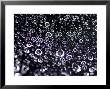 Close View Of Water Droplets On A Spider Web, Groton, Connecticut by Todd Gipstein Limited Edition Print