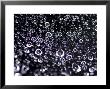 Close View Of Water Droplets On A Spider Web, Groton, Connecticut by Todd Gipstein Limited Edition Pricing Art Print