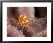 Boxer Crab On Sponge, Bali, Indonesia by Tim Laman Limited Edition Print