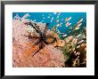 Anthias Fish Swim By A Sea Fan With A Black Crinoid Feather Star, Bali, Indonesia by Tim Laman Limited Edition Print