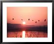 Flock Of Canada Geese Flying Over A Lake At Sunset, Pennsylvania by Ira Block Limited Edition Print
