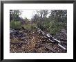 Steel Chain Landclears Trees And Foliage For Agricultural Farmland, Australia by Jason Edwards Limited Edition Print