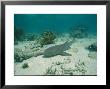Nurse Shark Rests On The Sea Floor Off The Coast Of Key West by Wolcott Henry Limited Edition Print