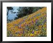 Poppies And Lupine Flowers Blanket A Coastal Field by Marc Moritsch Limited Edition Print