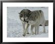 Two Gray Wolves, Canis Lupus, Pal Around In A Snowy Landscape by Jim And Jamie Dutcher Limited Edition Print