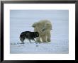 Churchill, Manitoba, Canada by Norbert Rosing Limited Edition Print