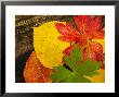 Close-Up Of Autumn Leaves, Santa Fe, New Mexico, Usa by Ralph Lee Hopkins Limited Edition Pricing Art Print