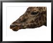 Captive Giraffe Licking Its Lips At Meal-Time, Providence Zoo, Providence, Rhode Island by Darlyne A. Murawski Limited Edition Print