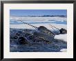 A Pod Of Male Narwhals Gather At The Arctic Ice Edge To Eat Cod by Paul Nicklen Limited Edition Print