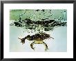 Frog Jumping Into An Aquarium by Gjon Mili Limited Edition Print