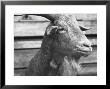 Portrait Of Red, A Judas Goat Who Leads Sheep Into The Slaughter House by William Vandivert Limited Edition Print