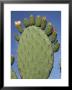 Close-Up Of A Prickly Pear (Opuntia) Cactus In Flower, Sardinia, Italy by Tony Waltham Limited Edition Print