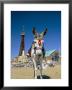 Seaside Donkey On Beach With Blackpool Tower Behind, Blackpool, Lancashire, England by Steve & Ann Toon Limited Edition Print