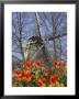 Windmill With Tulips In Keukenhof Gardens, Amsterdam, Netherlands by Keren Su Limited Edition Print