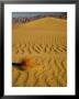 Sand Dunes In Morning Light, Mesquite Flats, Death Valley National Park, California, Usa by Darrell Gulin Limited Edition Print