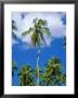 Twisted Palm Tree, Zanzibar, Tanzania by Gavin Hellier Limited Edition Print