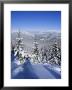Snow Covered Pines In The Demanovska Valley, Low Tatra Mountains, Slovakia, Europe by Richard Nebesky Limited Edition Print