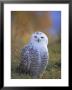 Snowy Owl, Alaska, Usa by David Tipling Limited Edition Print