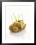 White Onions (With Shoots) In Net by Klaus Arras Limited Edition Print