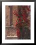The Roman Forum In The Center Of Ancient Rome, Italy by Connie Ricca Limited Edition Print