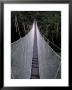 Canopy Walkway In The Peruvian Rainforest, Sucusari River Region, Peru by Gavriel Jecan Limited Edition Print