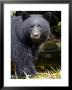 Portrait Of Black Bear, Princess Royal Island, British Columbia, Canada by Eric Baccega Limited Edition Print