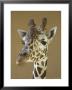 Reticulated Giraffe Makes A Slanted Grin At The Henry Doorly Zoo, Nebraska by Joel Sartore Limited Edition Print