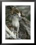 Dall's Sheep Ram Stands On A Rocky Slope by Paul Nicklen Limited Edition Print