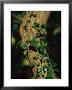 Ivy Growing Along A Tree Trunk by Raymond Gehman Limited Edition Print