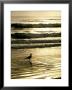 Gull Stands In The Atlantic Ocean's Surf At Sunset by Rex Stucky Limited Edition Print
