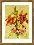 Medieval Lily by Cheri Blum Limited Edition Pricing Art Print