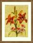 Medieval Lily by Cheri Blum Limited Edition Print