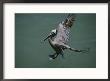 Brown Pelican Coming In For A Landing by Marc Moritsch Limited Edition Print