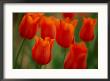 Red Tulips by James P. Blair Limited Edition Pricing Art Print