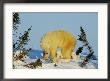 Polar Bear Triplets Play By The Side Of Their Mother by Norbert Rosing Limited Edition Print