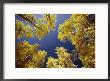 View Straight Up At The Sky Through A Golden Canopy Of Aspen Trees by George F. Mobley Limited Edition Pricing Art Print
