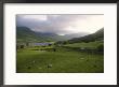 Scenic View Of Englands Lake District With A Field Of Grazing Sheep by Annie Griffiths Belt Limited Edition Pricing Art Print