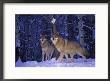 Gray Wolves In The New-Fallen Snow At The International Wolf Center by Joel Sartore Limited Edition Print