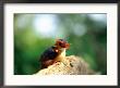 Pygmy Kingfisher by Beverly Joubert Limited Edition Print