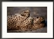 Not Even A Swarm Of Flies Disturbs An African Cheetahs After-Dinner Catnap by Chris Johns Limited Edition Print