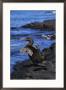 Galapagos Flightless Cormorant Bird by Steve Winter Limited Edition Print