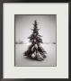 Winter Spruce by B. Schwab Limited Edition Print