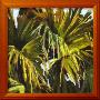 Palm Foliage Ii by Virginia Dauth Limited Edition Pricing Art Print