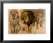 Study Of Lions by Ferdinand Henri Oger Limited Edition Print